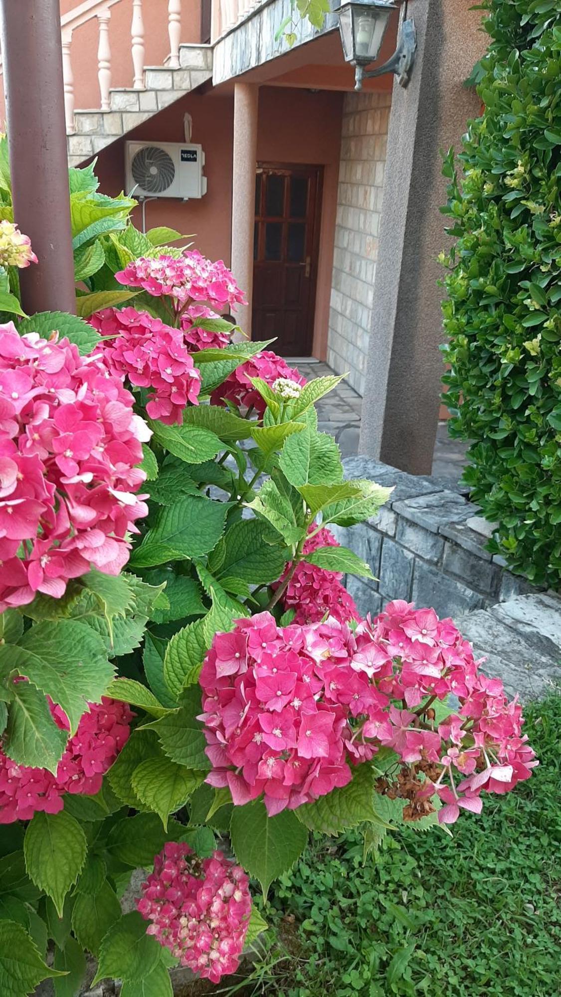Apartmani "Dukic" Pelinovo Chambre photo
